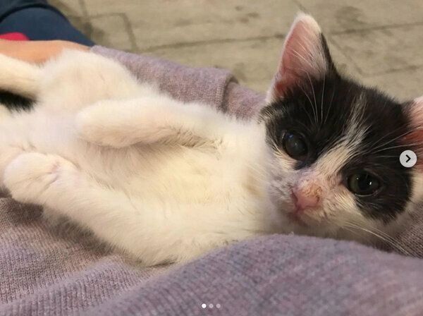 くつろぐニコちゃん