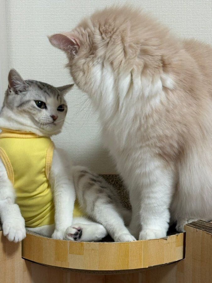 ハチくんに近づかれてムッとしたような表情を見せるモモちゃん