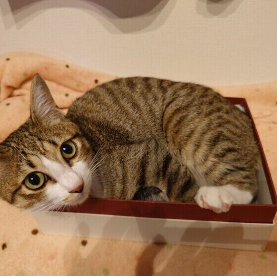 お力を貸して下さい 緊急で猫たちの里親さんを募集しています どうかご協力を心からお願いします 横須賀市内で多頭飼育崩壊がありました 横須賀市議会 無所属 藤野英明