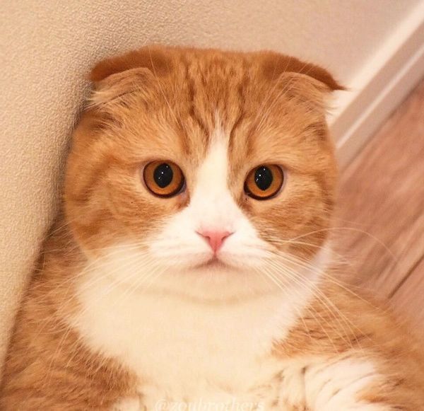 寄り目で水を飲む猫