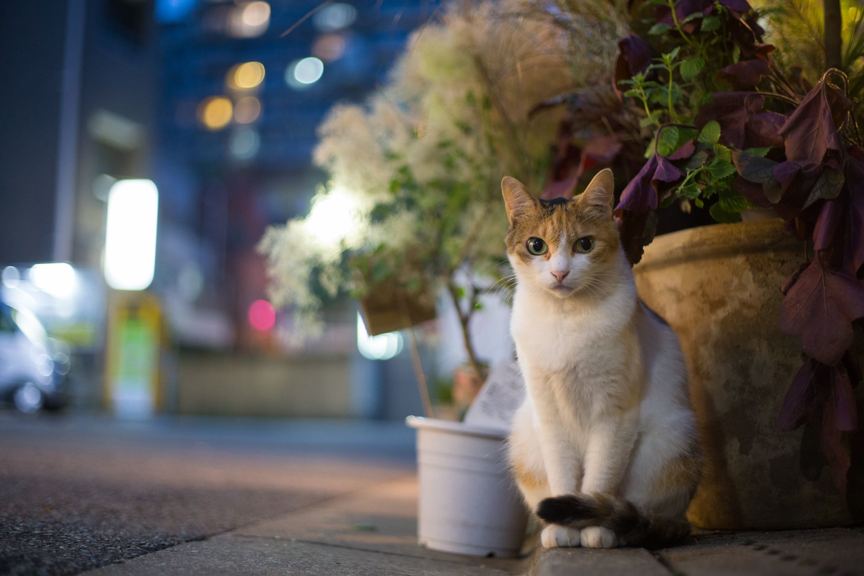 くりんくりん。