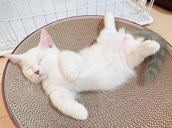 バリバリボウルの上で眠るまおくん