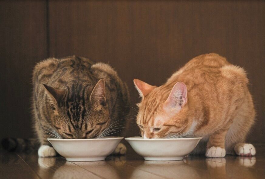 撮影／小森正孝