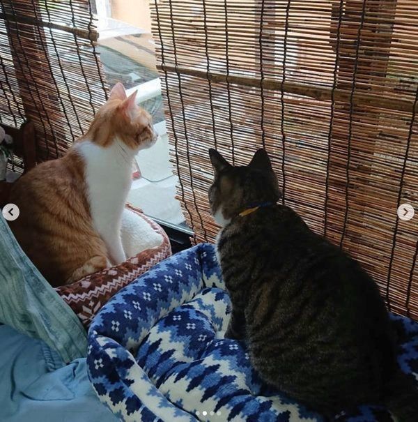 外を見るアオちゃんとレオくん