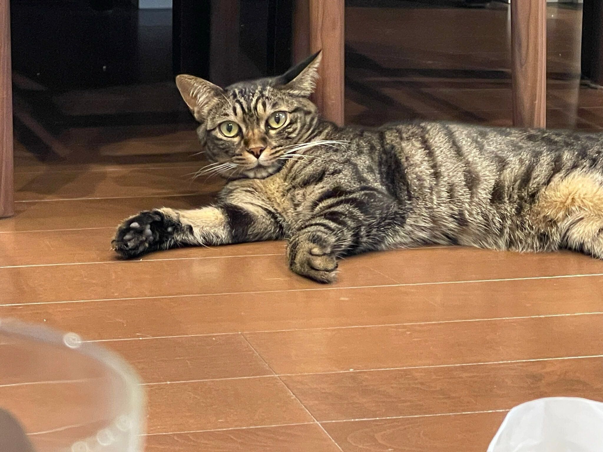 食事中の飼い主さんたちを見つめる真良くん