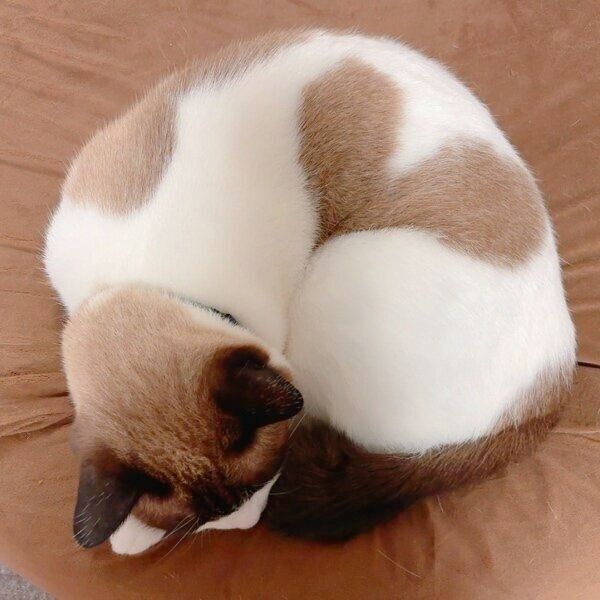 丸まったらハート柄が出現するぽんちゃん