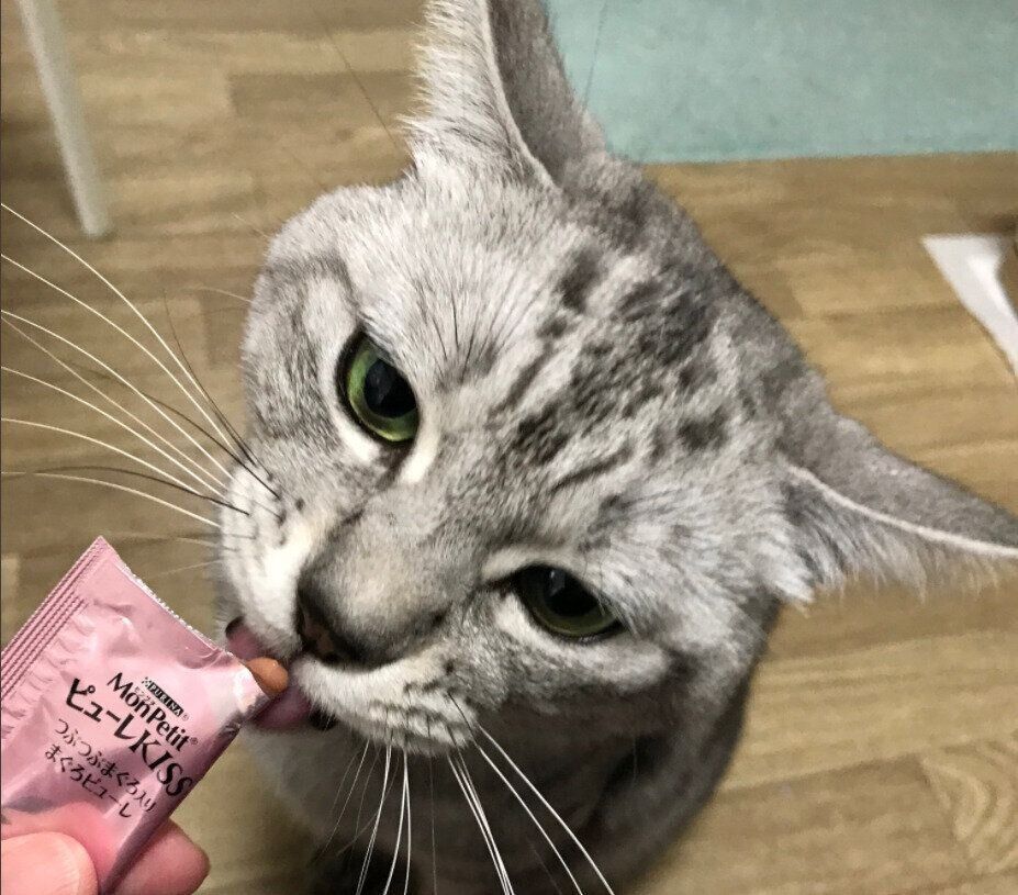 サバトラ　イカ耳　おやつ