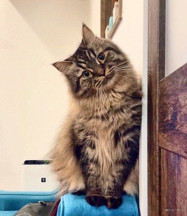 首をかしげるチロルくん