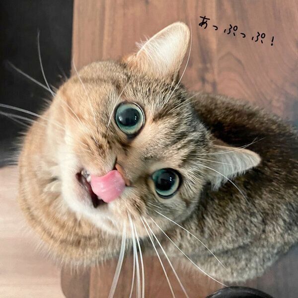 舌をペロッとするきなこちゃん