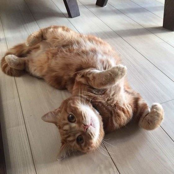 お腹を見せて寝そべるスコティッシュフォールド