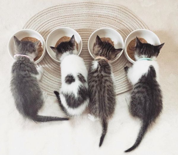 すくすく成長する猫4兄妹