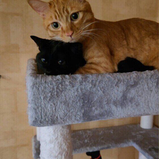 なかよしなチョン&マヨちゃん