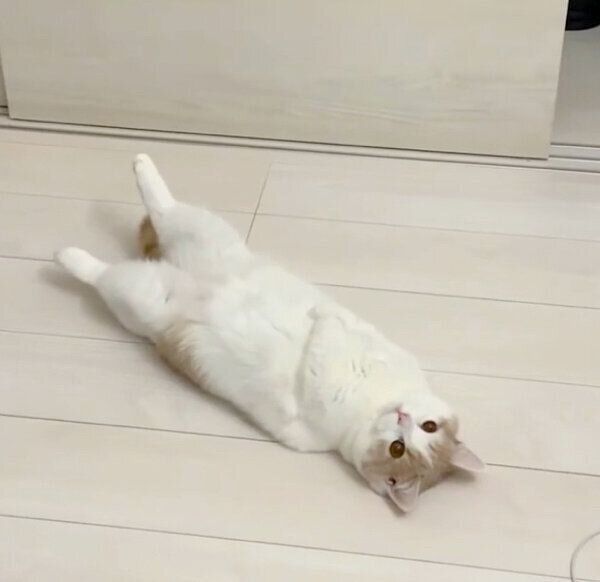 ヘソ天するマロくん