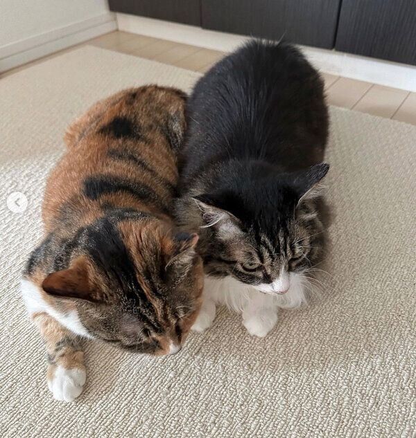 ブラッシング待ちのみそちゃん、けだまちゃん