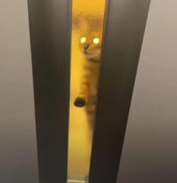 お出迎えする猫たち