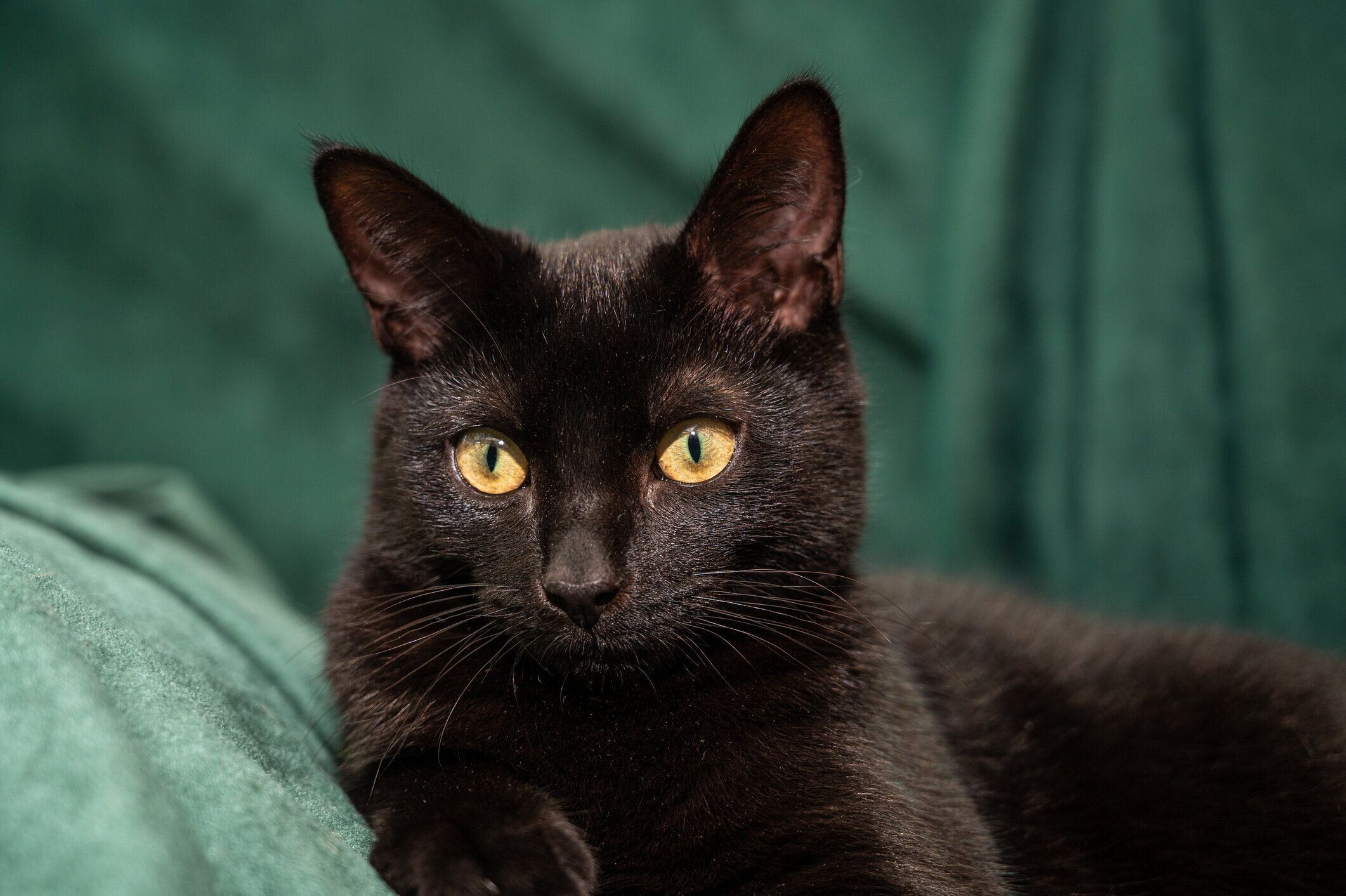 緑の毛布の上の黒猫