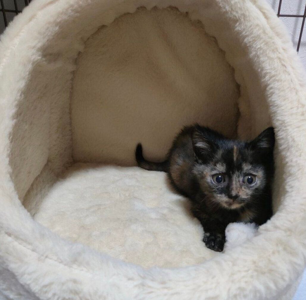 保護したばかりのころの晴ちゃん