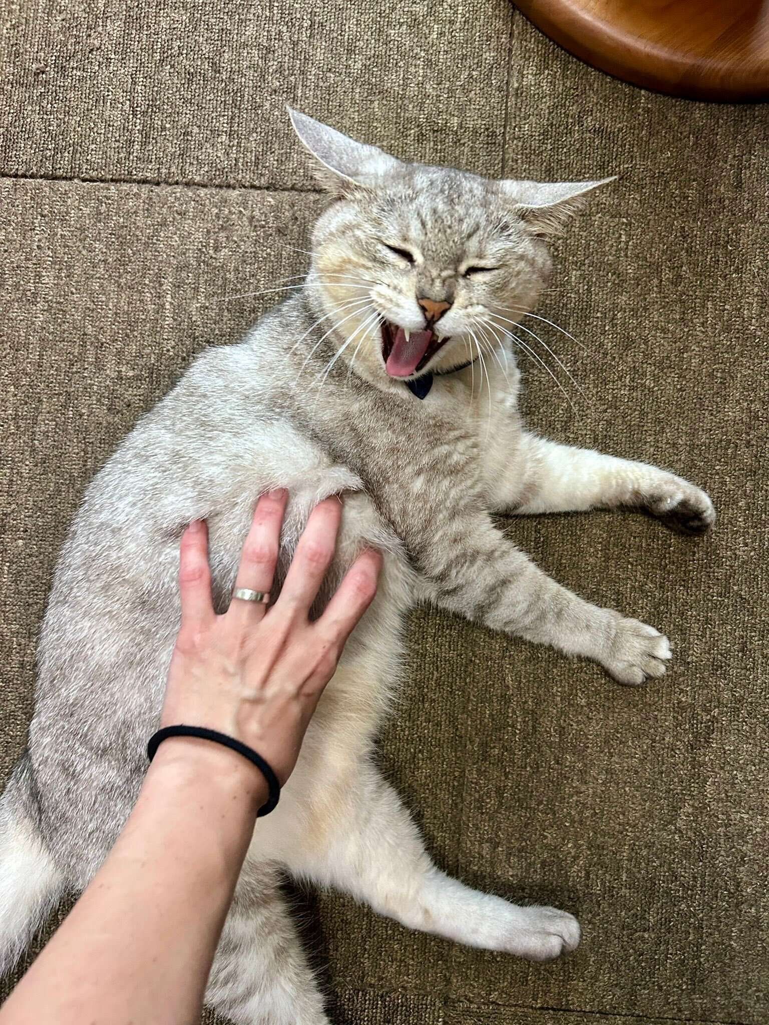 お腹を触られている猫