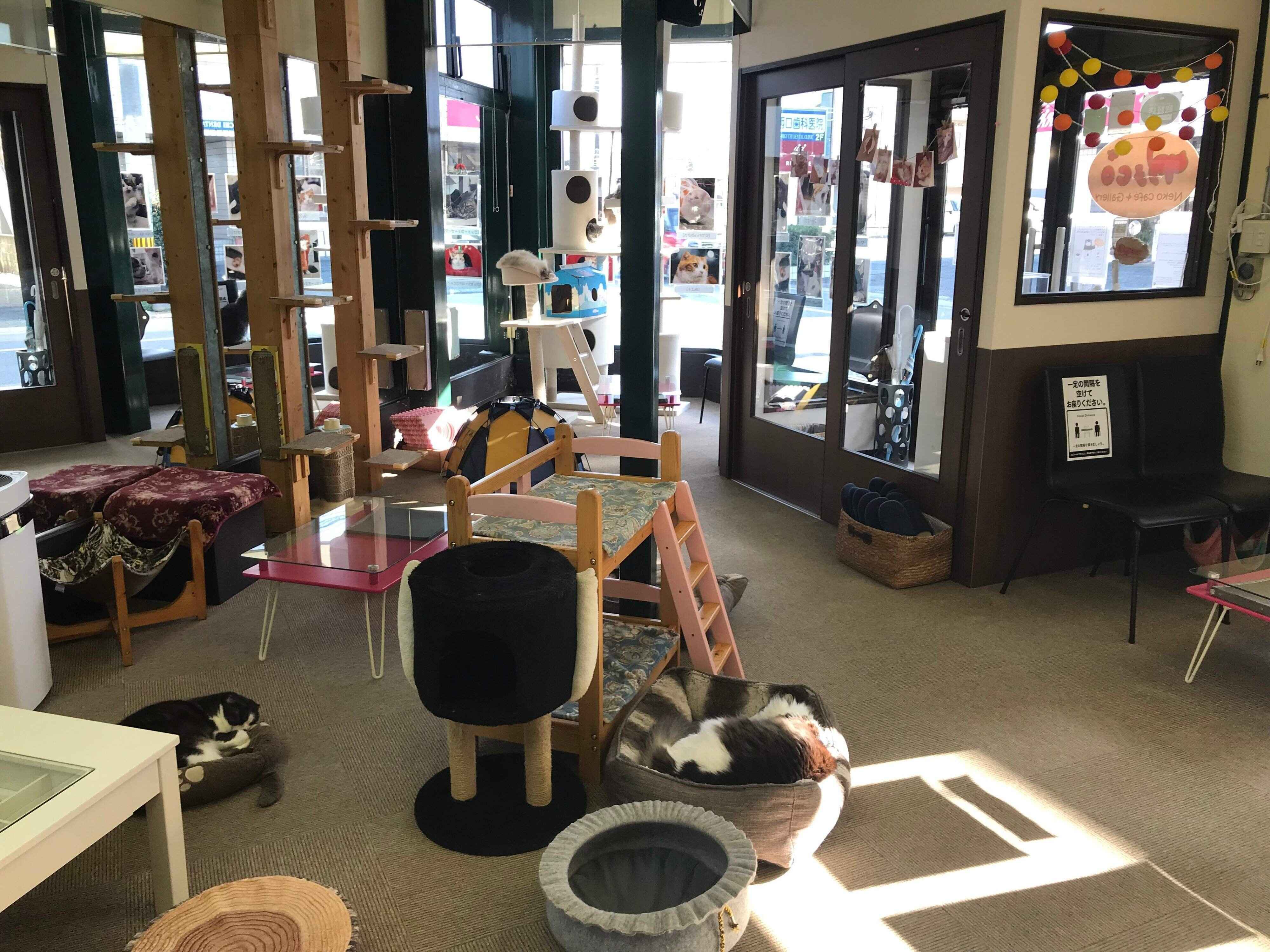 アットホームな店内にたくさんの純血種猫