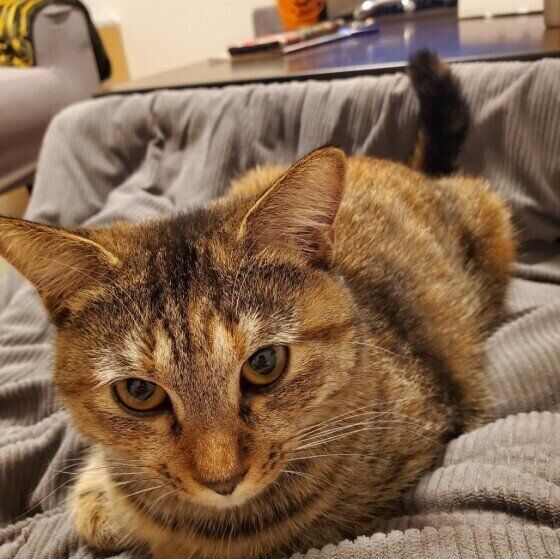 こたつに入る猫