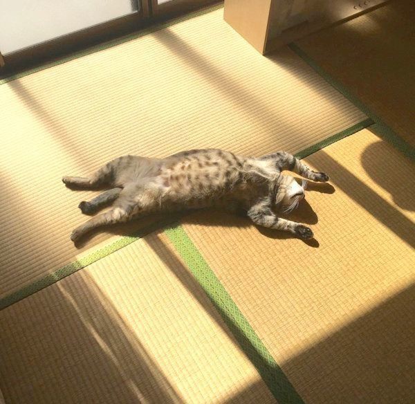 バンザイ寝するこんぶくん