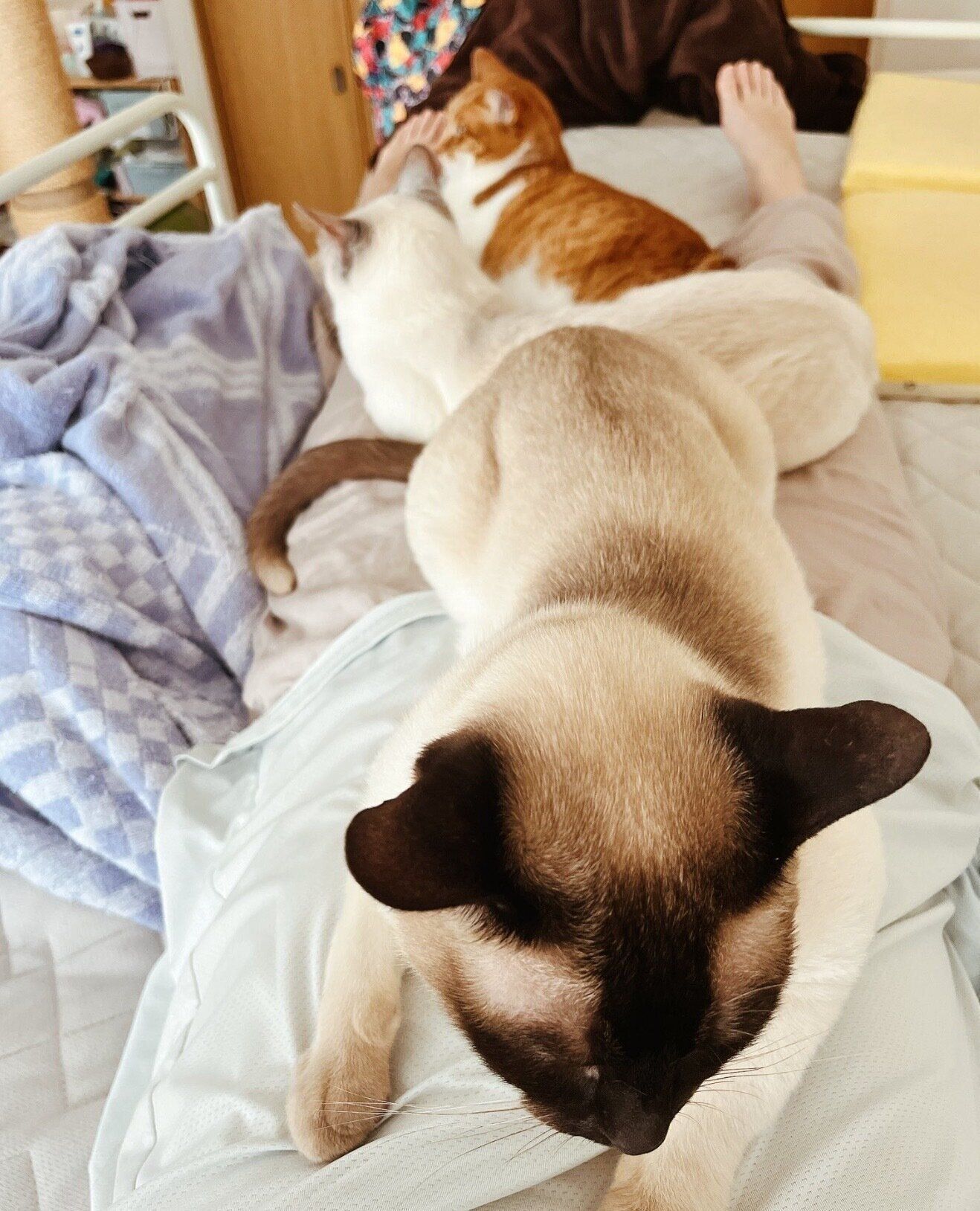 飼い主さんの足の間で寝る猫たち