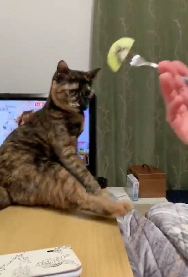 尻もちをつくアズメちゃん