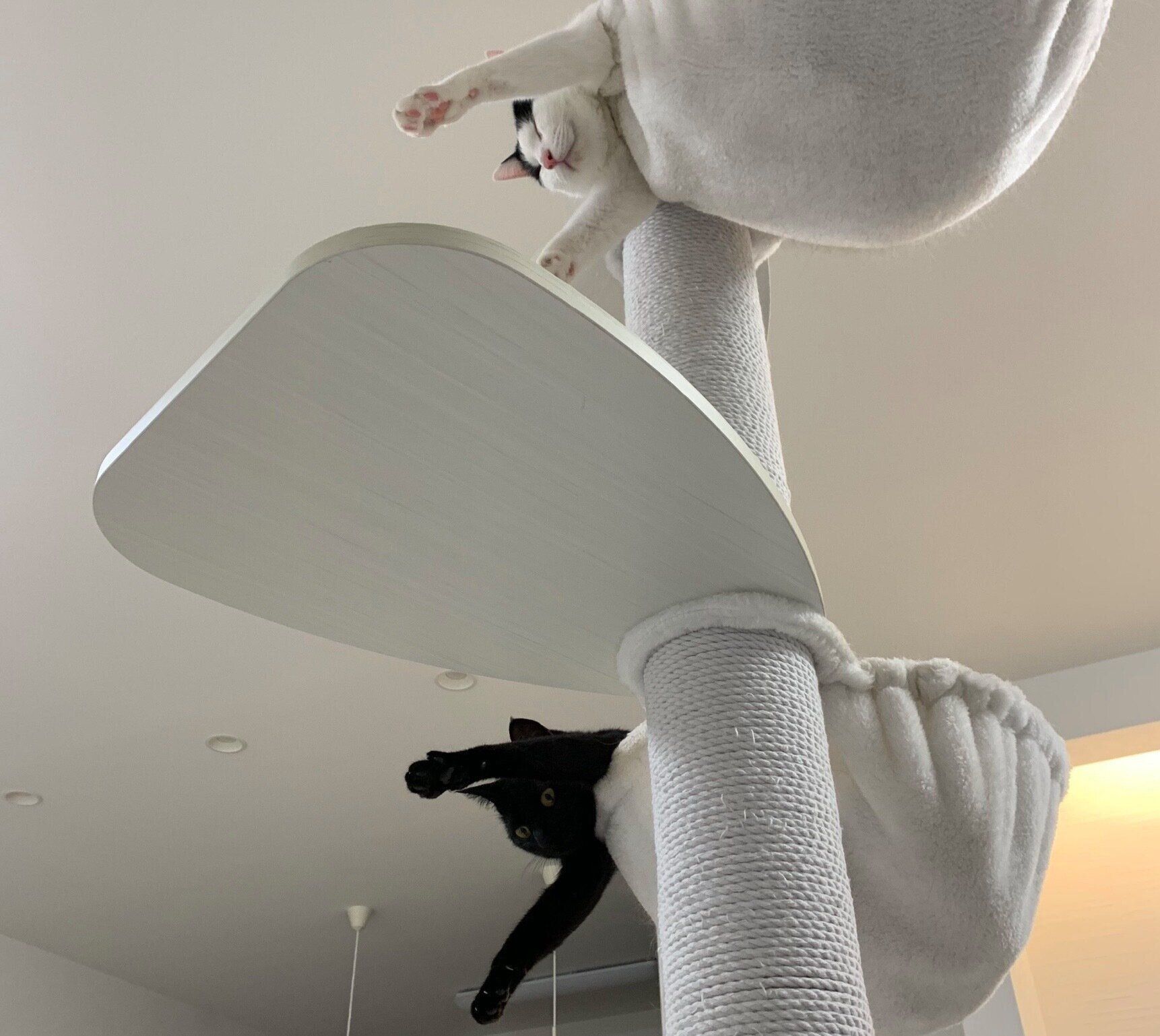 ポーズがシンクロするおむすびくん、おはぎちゃん