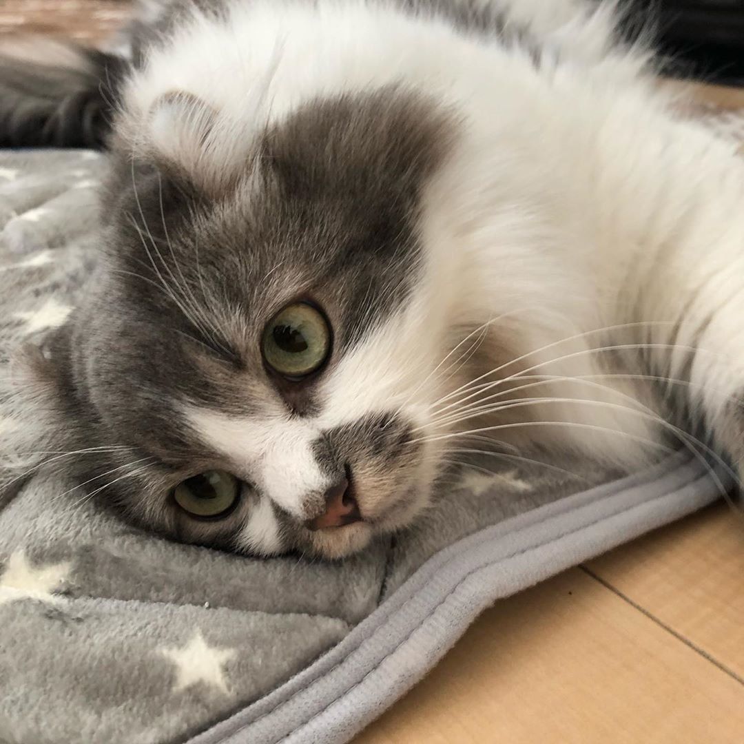 Nウォームの上でくつろぐ猫