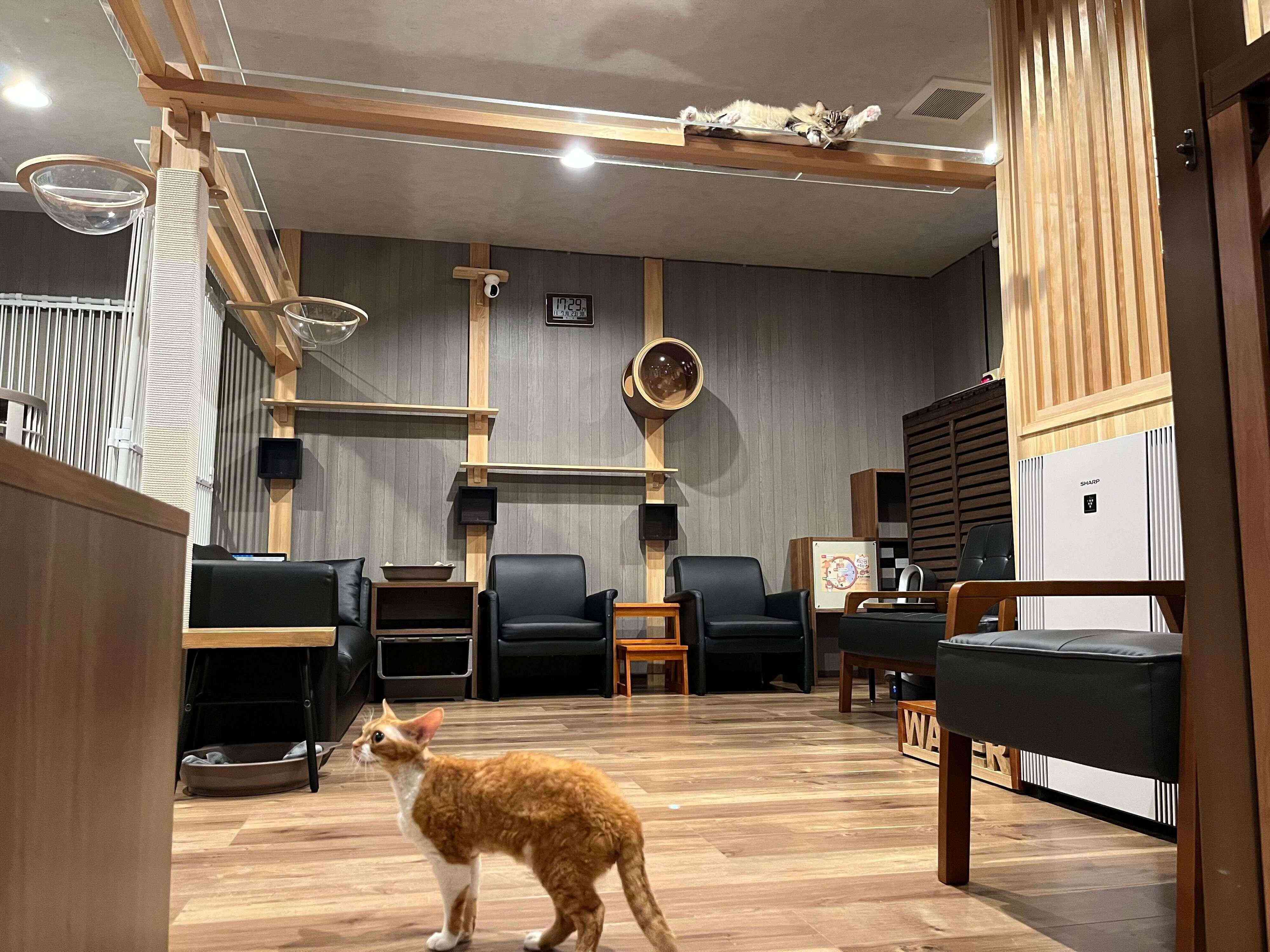 空間を立体的に使い、遊び場もたっぷり