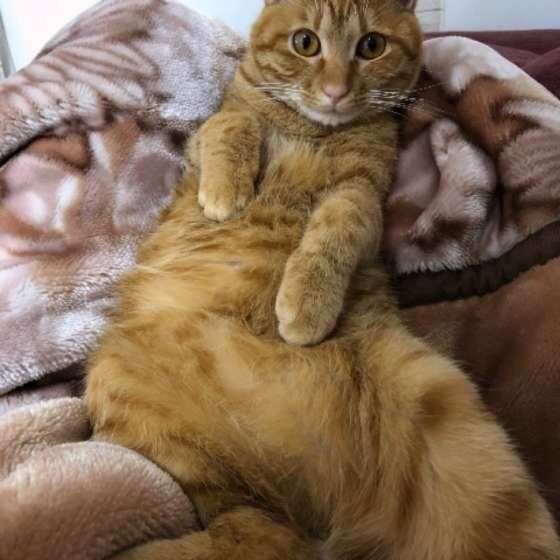 MIXのナミヘイくん