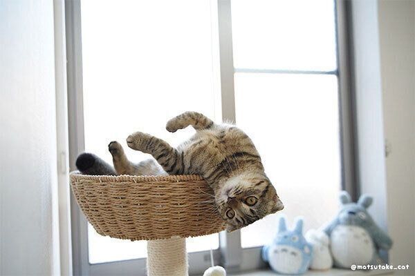 飼い主さんを見つけると身を乗り出してしまうまつたけちゃん