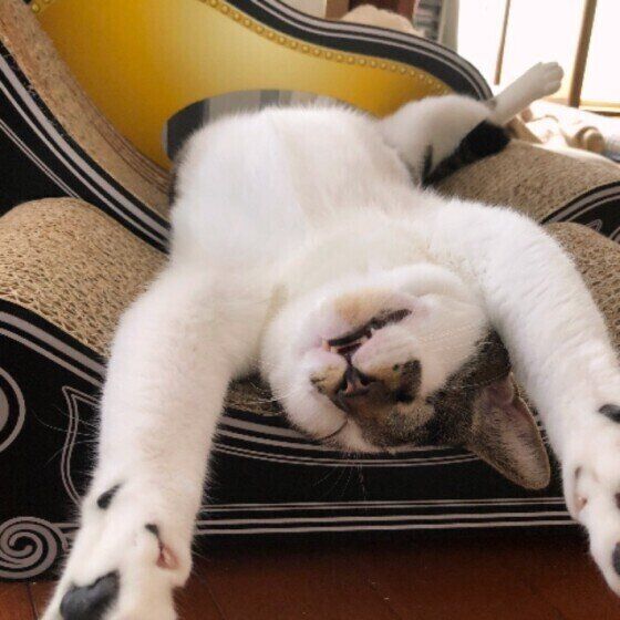 バンザイ寝する猫