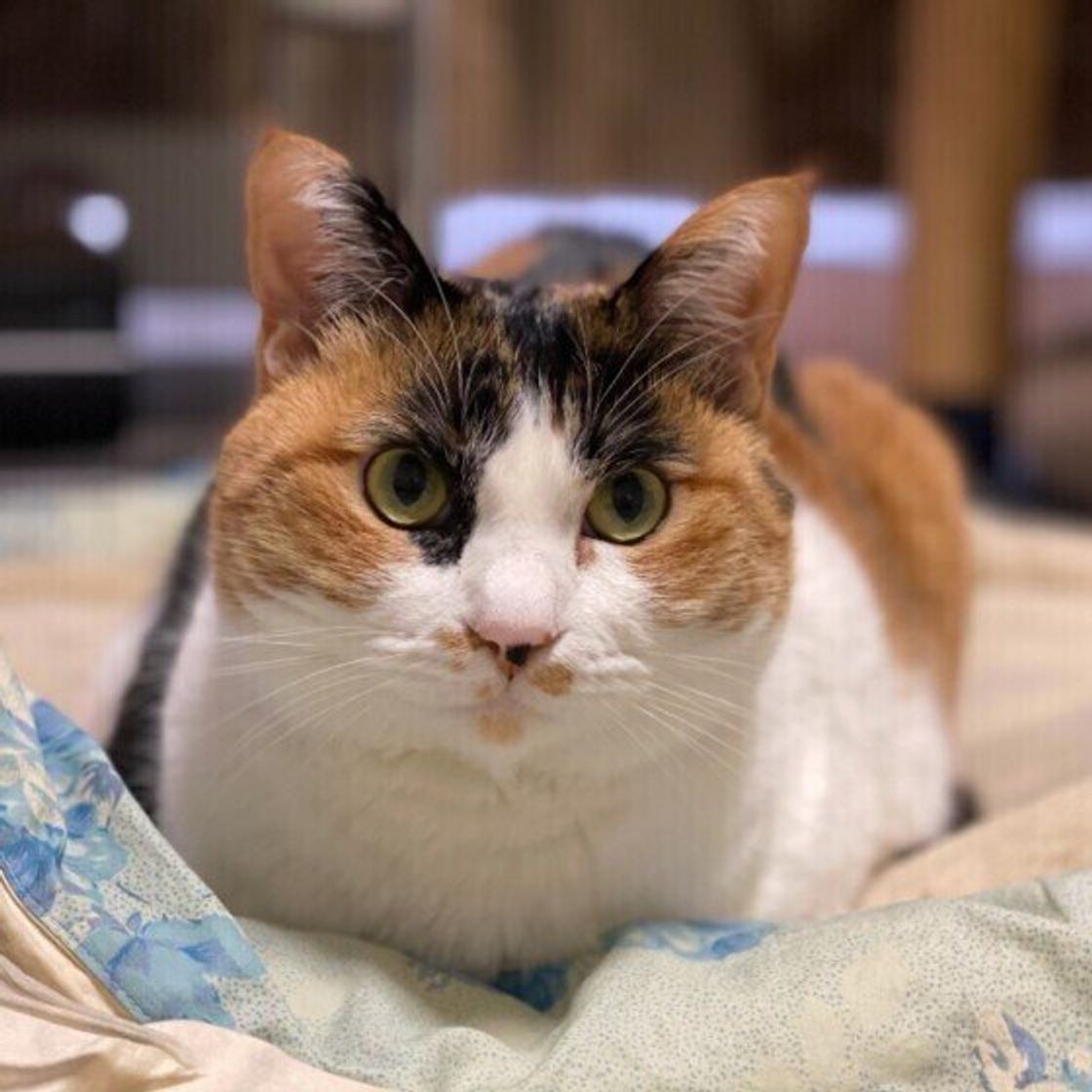 猫好きさんの常識 猫の 香箱座り はどんな座り方 品がある美しい香箱座りの猫たち ねこのきもちweb Magazine 猫好きさんの常識 猫の 香箱座り はどんな座り方 品がある美しい香箱座りの猫たち ねこのきもちweb Magazine