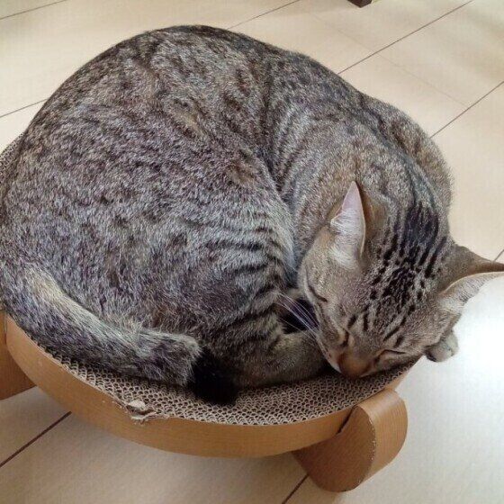 アンモニャイトするまめくん（MIX）