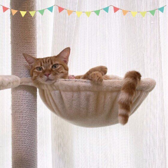 茶トラ猫のもなかちゃん