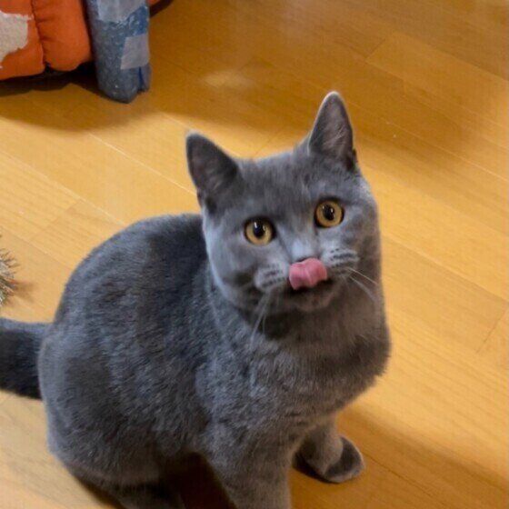 舌を出すブリティッシュショートヘア