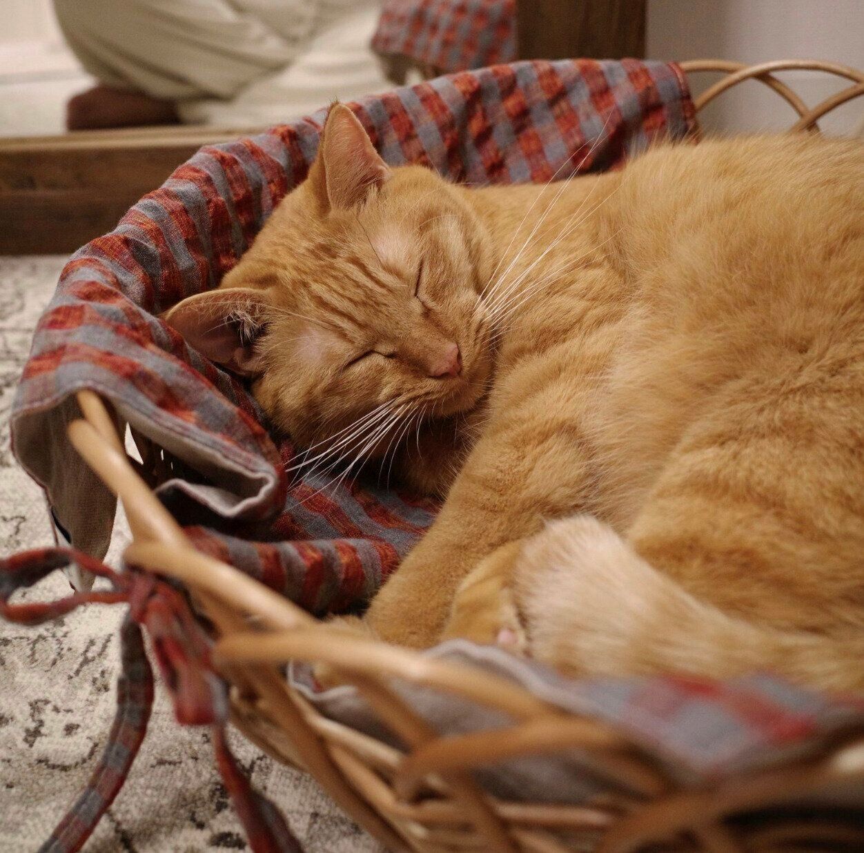 まったりするひなたくん