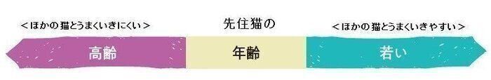 先住猫の年齢