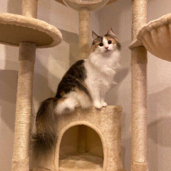ノルウェージアンフォレストキャットのはいじちゃん