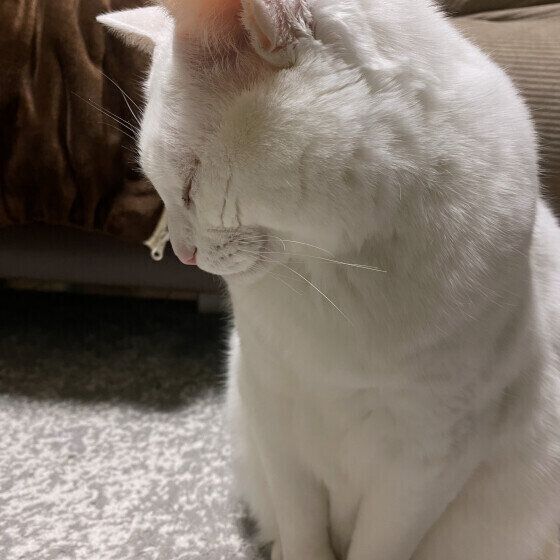 横を向いて眠るももちゃん