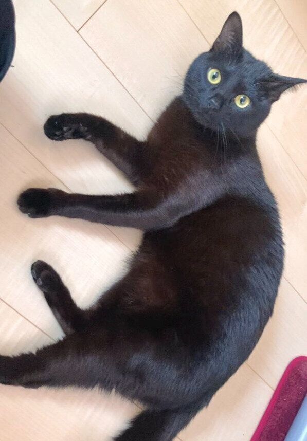 床でくつろぐ猫