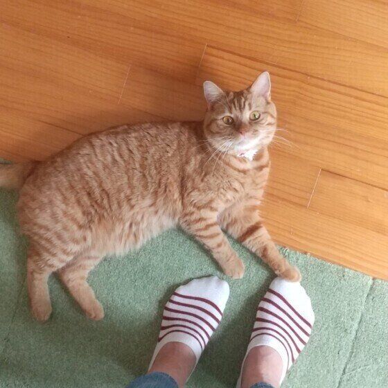 足元にまとわりつくマンチカン