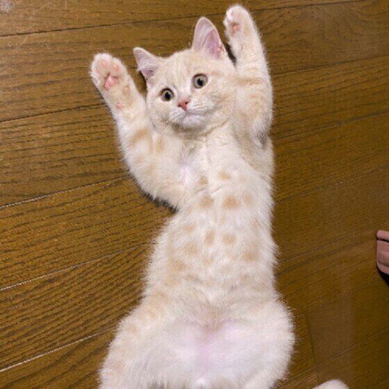 ヘソ天するスコティッシュフォールド