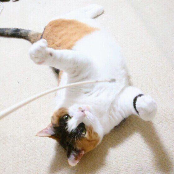 ミケのルビーちゃん