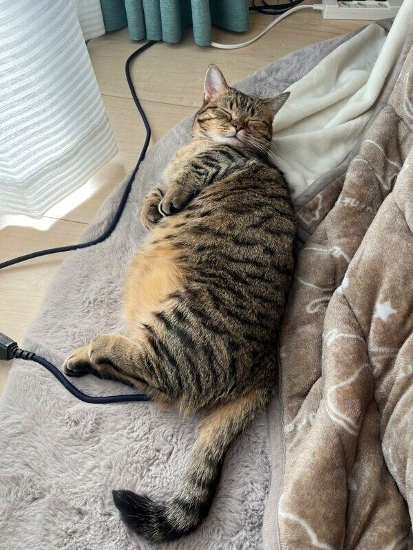 眠り方が可愛いもなちゃん