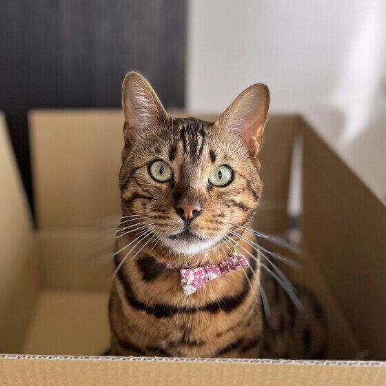 ベンガルのはなまるちゃん