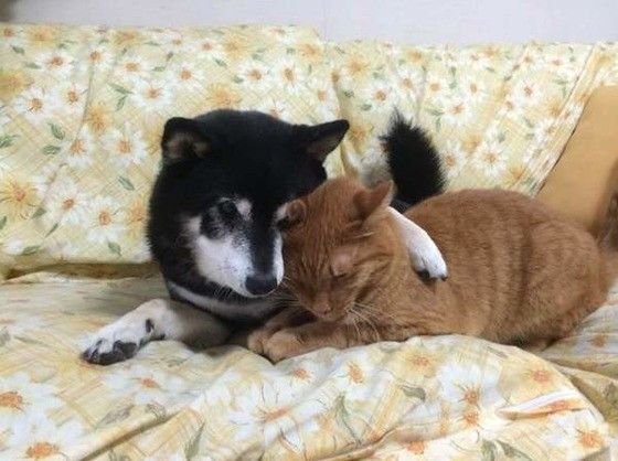 柴犬と猫