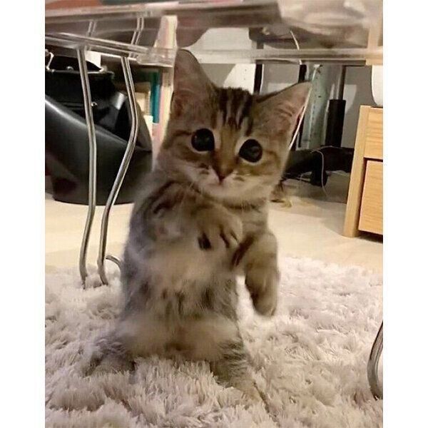 立ち上がって可愛い動きをするかぼすちゃん