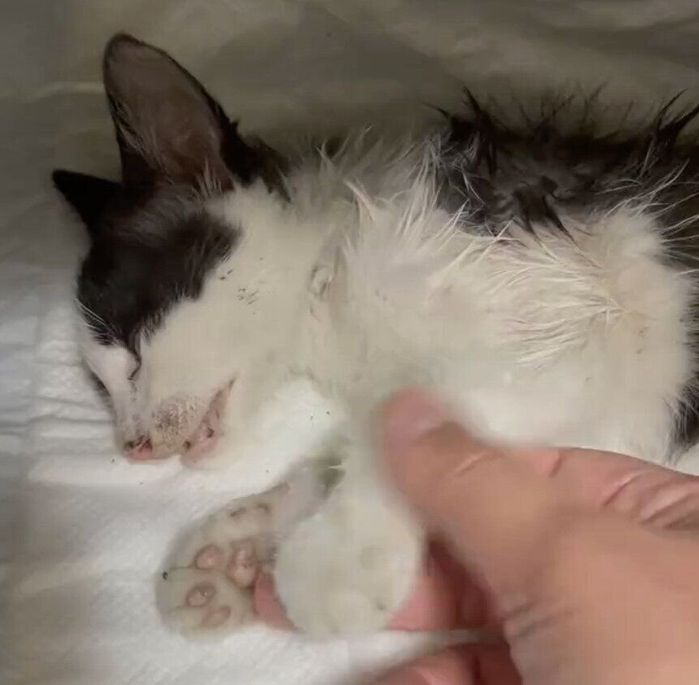 飼い主さんの家にやってきたときのきぃちゃん